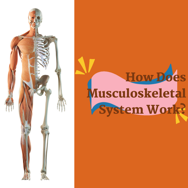 Healthy Joints, Happy Life: How to Maintain Your Musculoskeletal System