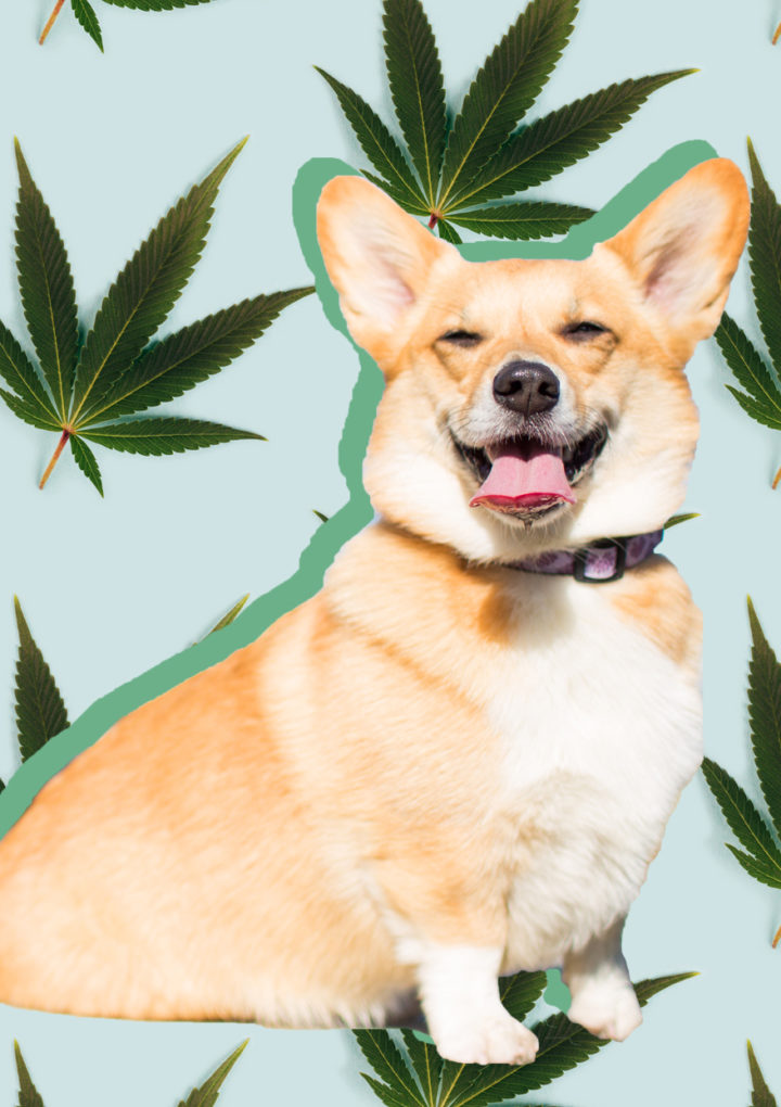 Treating Anxiety Disorder with CBD Pets