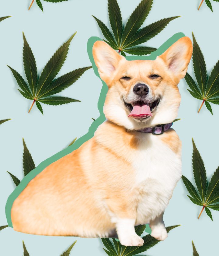 Treating Anxiety Disorder with CBD Pets