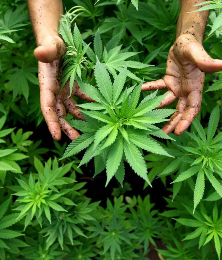 Weed Delivery Halifax: Ensuring Freshness and Quality With Every Delivery