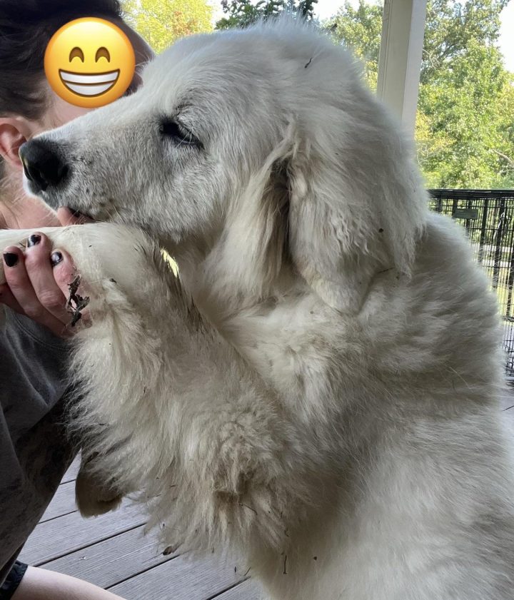 How Cold Can Great Pyrenees Handle: Winter Survival Tips
