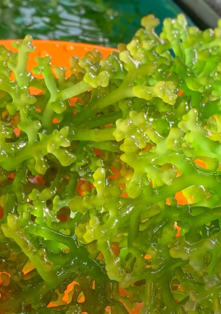 Discover Answers: How Long Does Sea Moss Take To Work