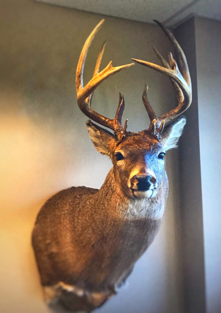 Cost To Taxidermy A Deer Head: The Ultimate Guide