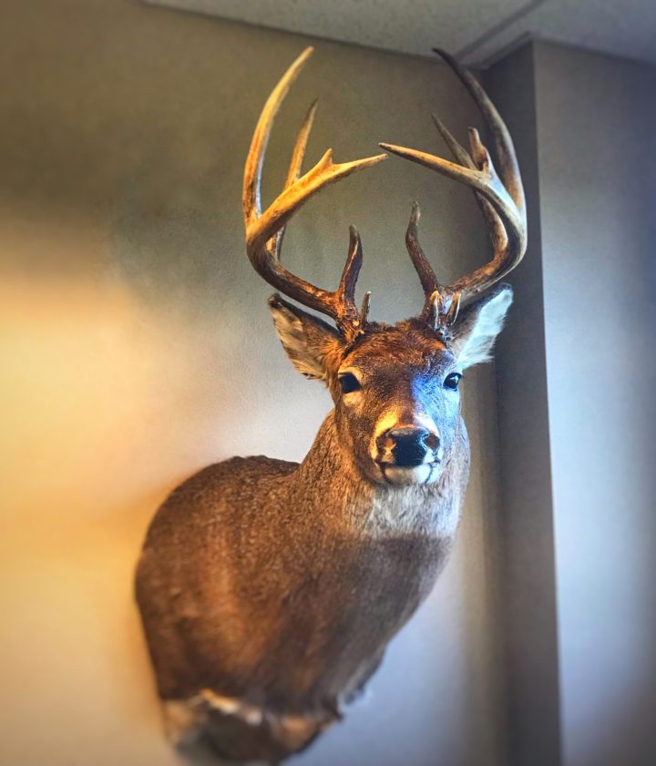 Cost To Taxidermy A Deer Head: The Ultimate Guide