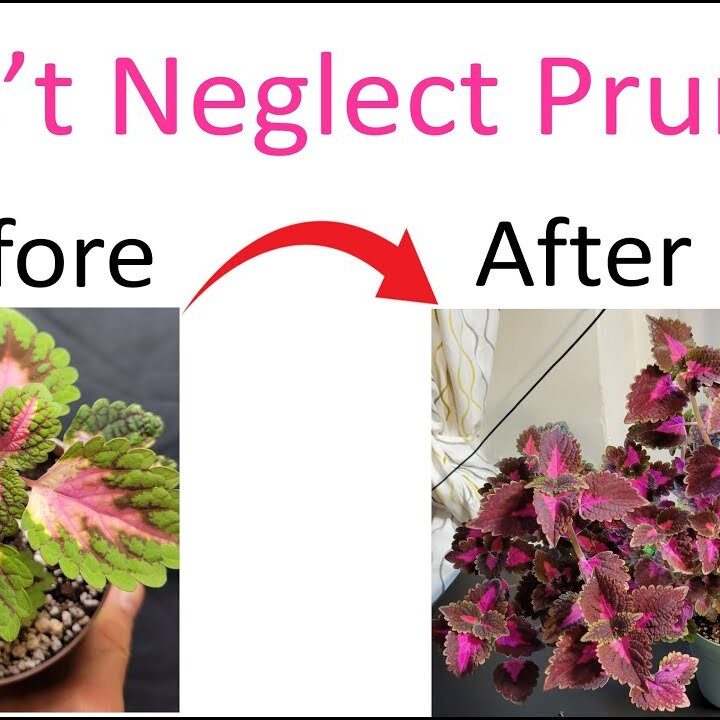 Practical Guide: How To Prune Coleus For Healthy Growth