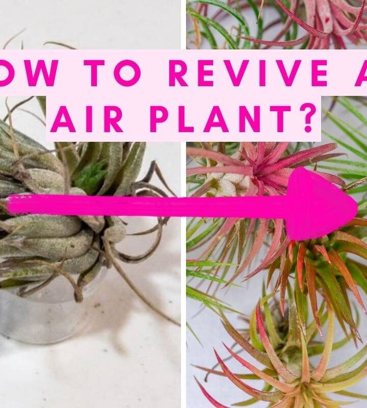 Revive Your Air Plant: How To Revive An Air Plant