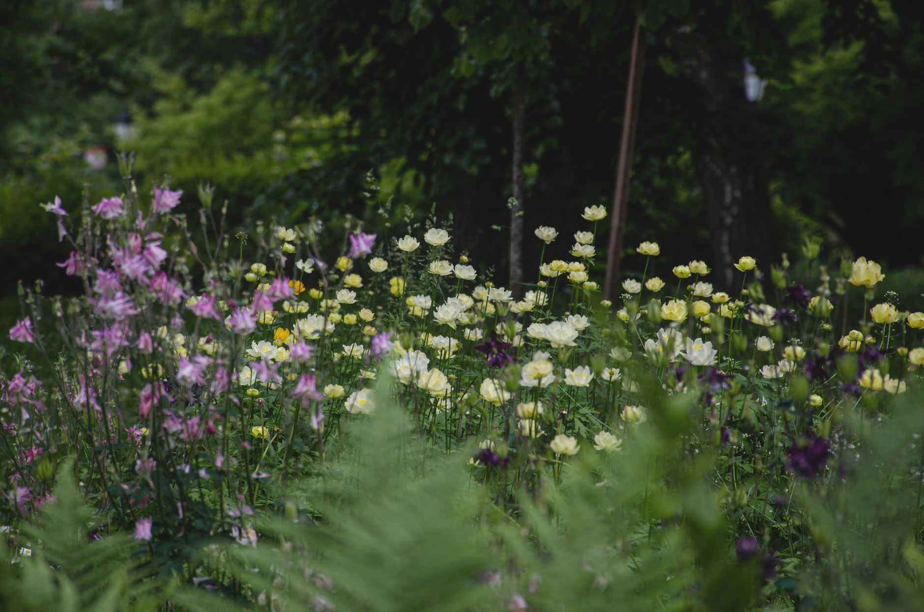 A colorful display of columbines and ferns blooming in a serene spring garden setting. — Rustic Wooden Greenhouses for Sale:
